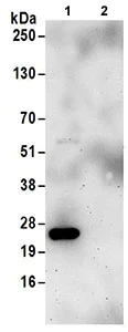 Immunoprecipitation - Anti-PSF3 antibody (AB177515)