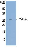 Western blot - Anti-PSG1 antibody (AB233130)