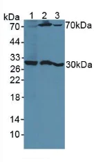 Western blot - Anti-PSG1 antibody (AB233130)