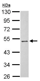 Western blot - Anti-PSG3 antibody (AB154700)