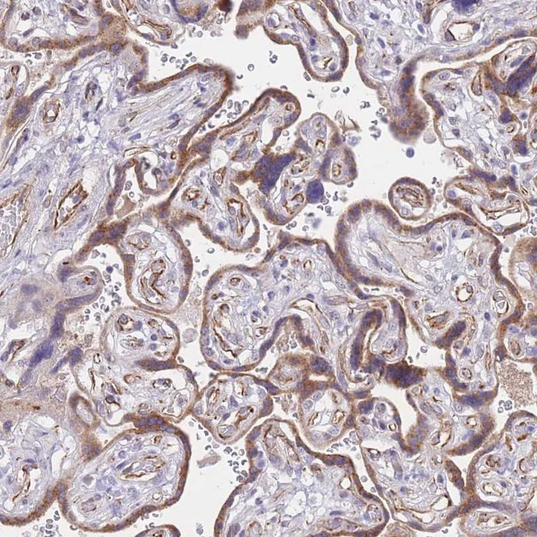 Immunohistochemistry (Formalin/PFA-fixed paraffin-embedded sections) - Anti-PSG4 antibody (AB247069)