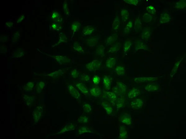 Immunocytochemistry/ Immunofluorescence - Anti-PSGL-1 antibody (AB196779)