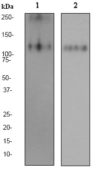 Western blot - Anti-PSGL-1 antibody [EPR1967Y] - BSA and Azide free (AB247361)