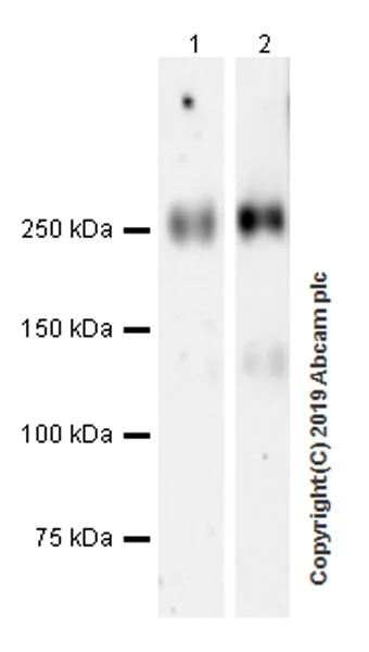 Western blot - Anti-PSGL-1 antibody [EPR22504-36] (AB227836)