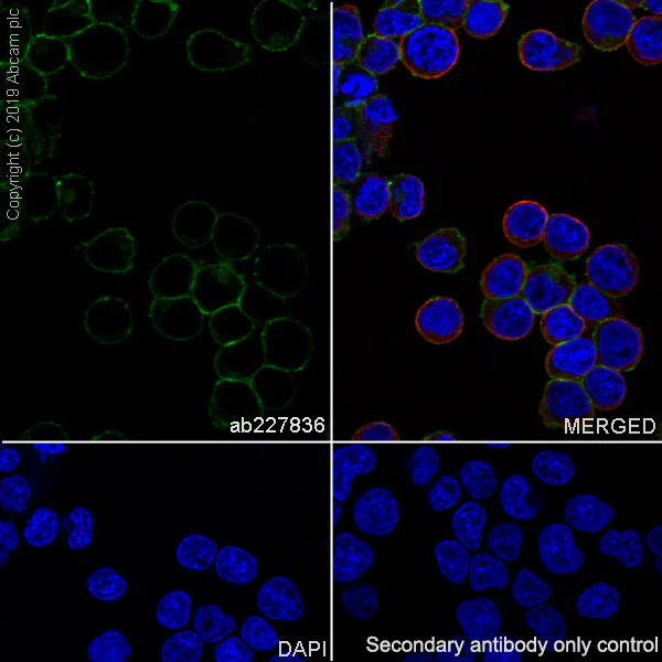Immunocytochemistry/ Immunofluorescence - Anti-PSGL-1 antibody [EPR22504-36] - BSA and Azide free (AB255290)