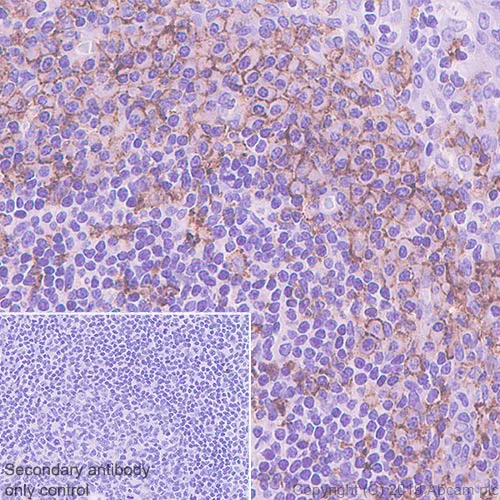 Immunohistochemistry (Formalin/PFA-fixed paraffin-embedded sections) - Anti-PSGL-1 antibody [EPR22504-36] - BSA and Azide free (AB255290)