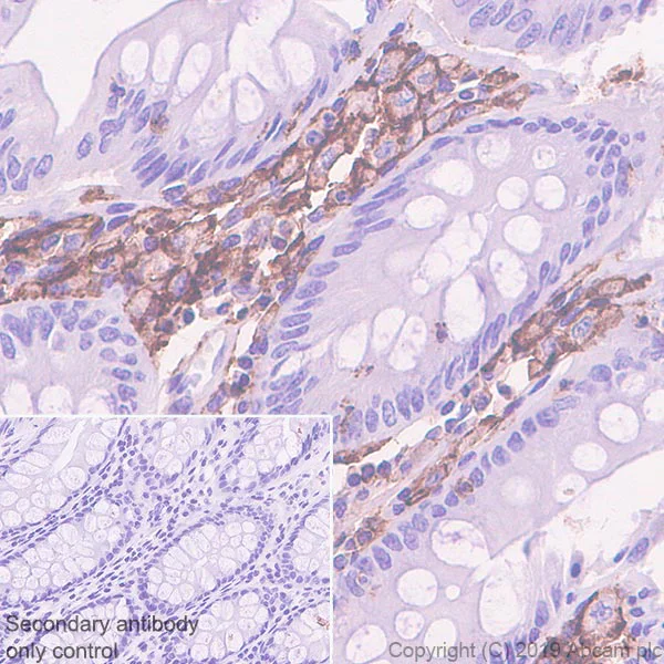 Immunohistochemistry (Formalin/PFA-fixed paraffin-embedded sections) - Anti-PSGL-1 antibody [EPR22504-36] - BSA and Azide free (AB255290)