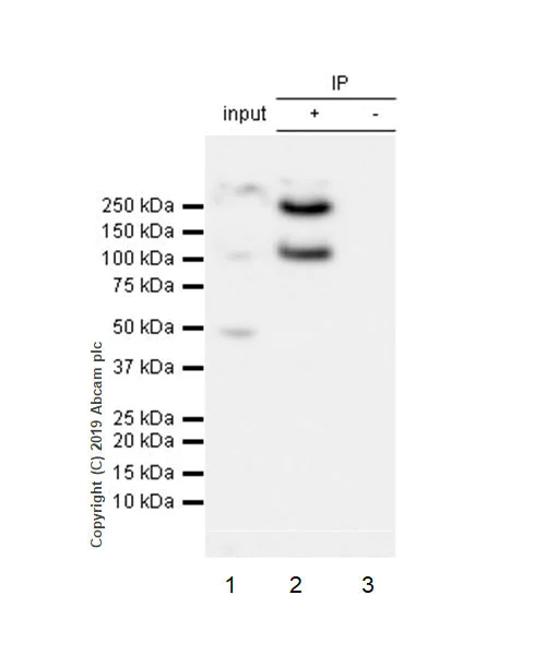 Immunoprecipitation - Anti-PSGL-1 antibody [EPR22504-36] - BSA and Azide free (AB255290)