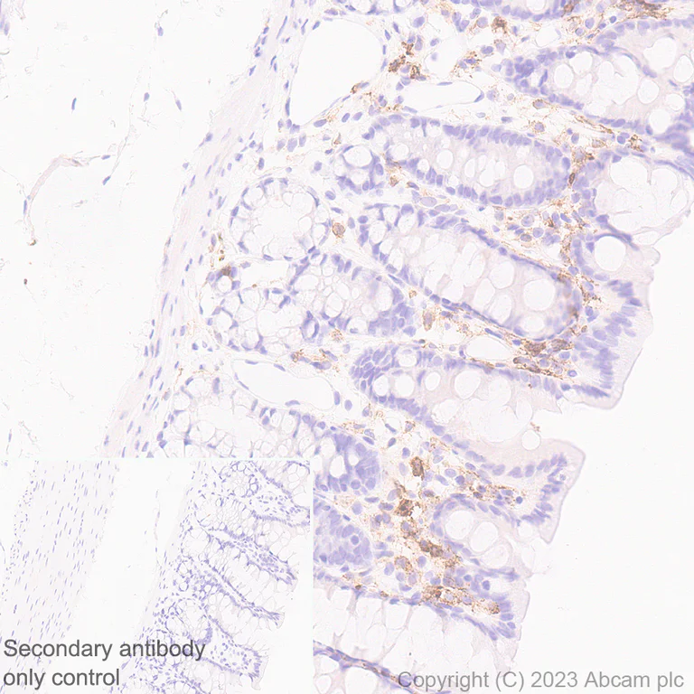 Immunohistochemistry (Formalin/PFA-fixed paraffin-embedded sections) - Anti-PSGL-1 antibody [EPR28170-27] (AB316113)