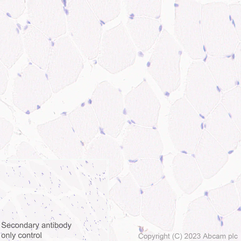 Immunohistochemistry (Formalin/PFA-fixed paraffin-embedded sections) - Anti-PSGL-1 antibody [EPR28170-27] (AB316113)