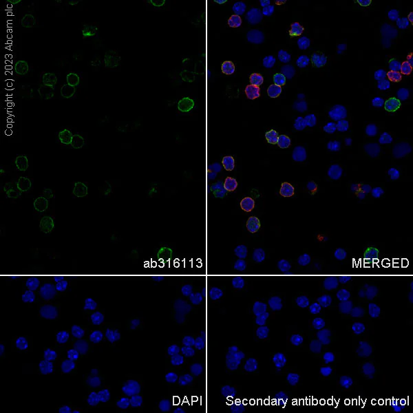 Immunocytochemistry/ Immunofluorescence - Anti-PSGL-1 antibody [EPR28170-27] - BSA and Azide free (AB316114)