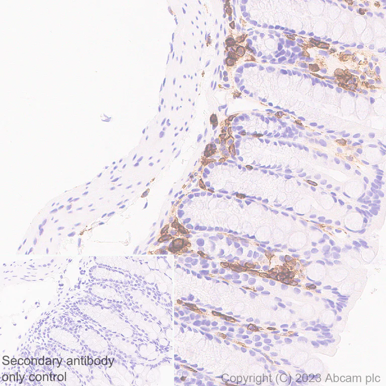 Immunohistochemistry (Formalin/PFA-fixed paraffin-embedded sections) - Anti-PSGL-1 antibody [EPR28170-27] - BSA and Azide free (AB316114)