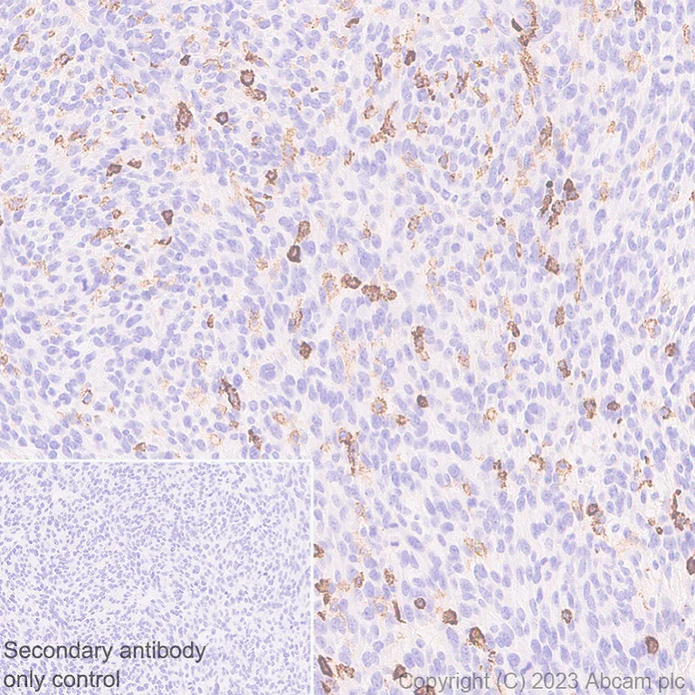 Immunohistochemistry (Formalin/PFA-fixed paraffin-embedded sections) - Anti-PSGL-1 antibody [EPR28170-27] - BSA and Azide free (AB316114)