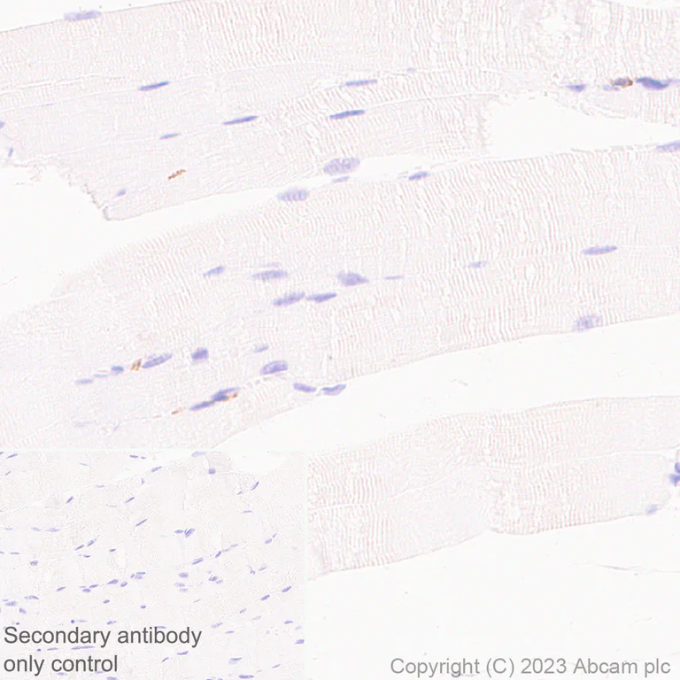 Immunohistochemistry (Formalin/PFA-fixed paraffin-embedded sections) - Anti-PSGL-1 antibody [EPR28170-27] - BSA and Azide free (AB316114)