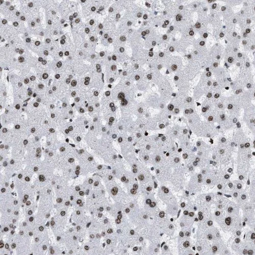 Immunohistochemistry (Formalin/PFA-fixed paraffin-embedded sections) - Anti-PSIP1/LEDGF antibody (AB244372)