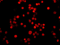 Immunocytochemistry/ Immunofluorescence - Anti-PSIP1/LEDGF antibody [EPR11890] - BSA and Azide free (AB249943), expandable thumbnail