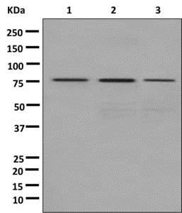 Western blot - Anti-PSIP1/LEDGF antibody [EPR11890] - BSA and Azide free (AB249943), expandable thumbnail