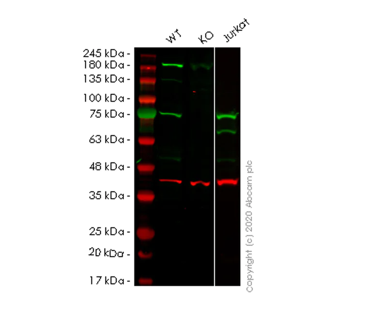 Western blot - Anti-PSIP1/LEDGF antibody [EPR11890] - BSA and Azide free (AB249943)