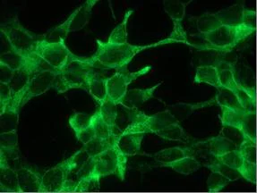 Immunocytochemistry/ Immunofluorescence - Anti-PSMA antibody [107.1A4] (AB140348)