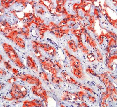Immunohistochemistry (Formalin/PFA-fixed paraffin-embedded sections) - Anti-PSMA antibody (AB58779)