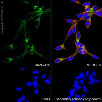 Immunocytochemistry/ Immunofluorescence - Anti-PSMA antibody [EP3253] - BSA and Azide free (AB247436)