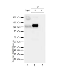 Immunoprecipitation - Anti-PSMA antibody [EP3253] - BSA and Azide free (AB247436)