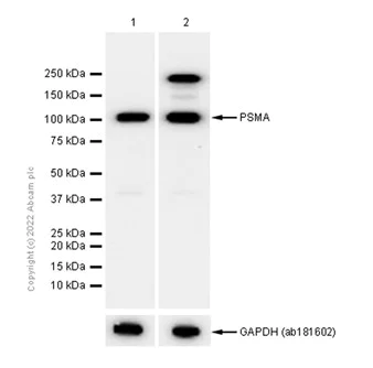 Western blot - Anti-PSMA antibody [EP3253] - BSA and Azide free (AB247436)