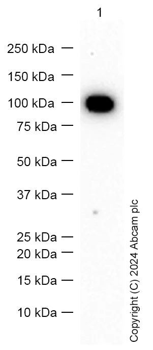 Western blot - Anti-PSMA antibody [EPR6253] (AB133579)