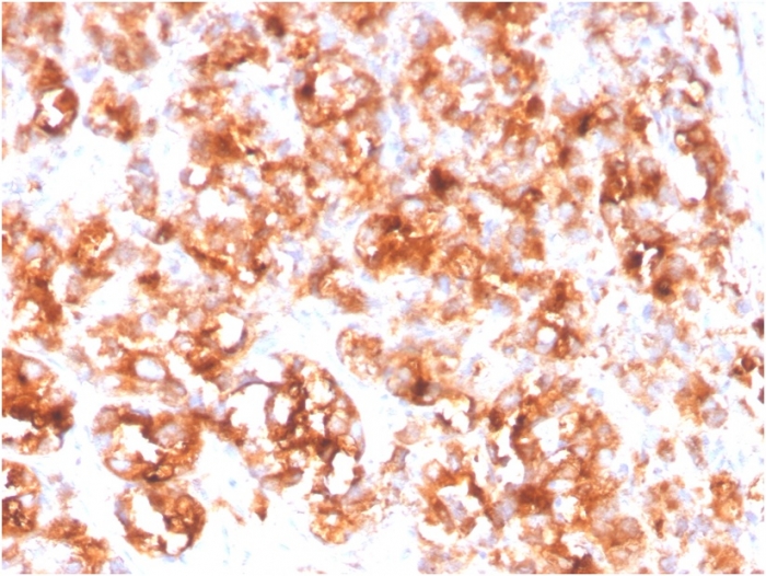 Immunohistochemistry (Formalin/PFA-fixed paraffin-embedded sections) - Anti-PSMA antibody [FOLH1/3734] (AB268061), expandable thumbnail