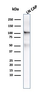 Western blot - Anti-PSMA antibody [FOLH1/3734] (AB268061), expandable thumbnail