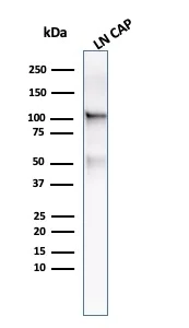 Western blot - Anti-PSMA antibody [FOLH1/3734] - BSA and Azide free (AB268182)