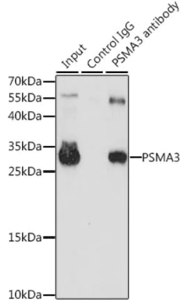 Immunoprecipitation - Anti-PSMA3 antibody (AB180784)