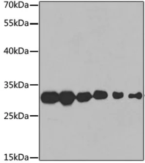 Western blot - Anti-PSMA3 antibody (AB180784)