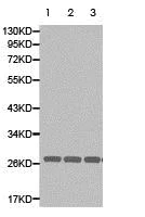 Western blot - Anti-PSMA3 antibody (AB180784)