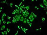 Immunocytochemistry/ Immunofluorescence - Anti-PSMA3 antibody [EPR5455] - BSA and Azide free (AB247895)
