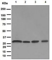 Western blot - Anti-PSMA3 antibody [EPR5455] - BSA and Azide free (AB247895)