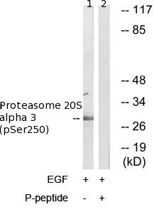 Western blot - Anti-PSMA3 (phospho S250) antibody (AB79184)