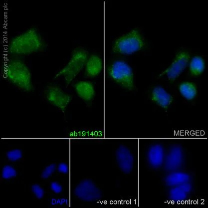 Immunocytochemistry/ Immunofluorescence - Anti-PSMA4 antibody [EPR5831(2)] (AB191403)