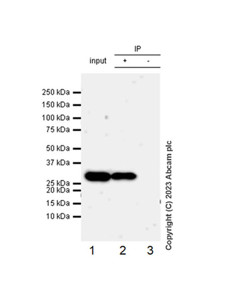 Immunoprecipitation - Anti-PSMA4 antibody [EPR5831(2)] (AB191403)