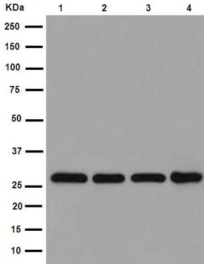 Anti-PSMA4 antibody [EPR5831(2)]