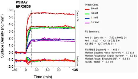 OI-RD Scanning - Anti-PSMA7/HSPC antibody [EPR5836] (AB133502)