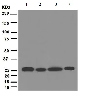 Western blot - Anti-PSMA7/HSPC antibody [EPR5837] (AB109378)