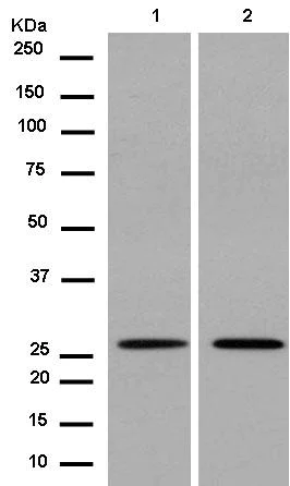 Western blot - Anti-PSMB10/MECL1 antibody [EPR14902] (AB183506)