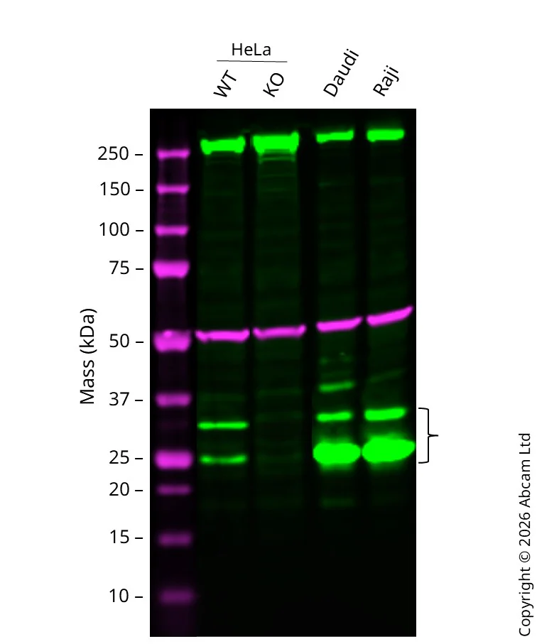 Western blot - Anti-PSMB10/MECL1 antibody [EPR14902] - BSA and Azide free (AB240272)