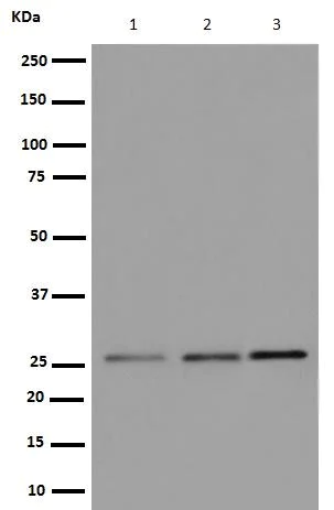 Western blot - Anti-PSMB10/MECL1 antibody [EPR14903] (AB190790)
