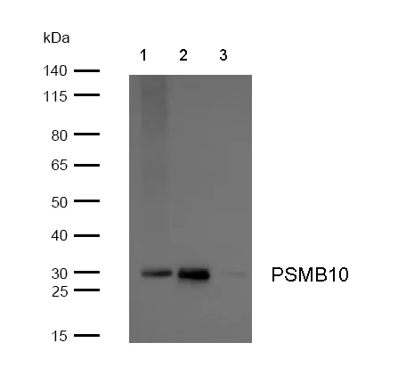 Western blot - Anti-PSMB10/MECL1 antibody [SR4262] (AB326704)