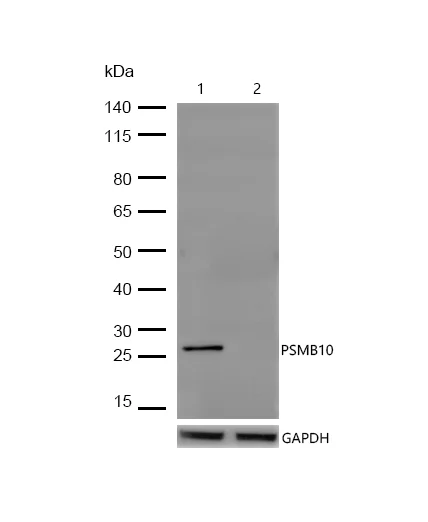 Western blot - Anti-PSMB10/MECL1 antibody [SR4262] (AB326704)