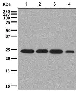 Western blot - Anti-PSMB4 antibody [EPR9396] (AB137067)