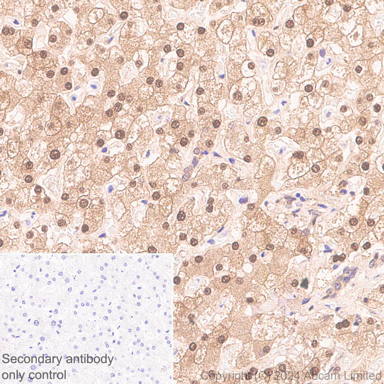 Immunohistochemistry (Formalin/PFA-fixed paraffin-embedded sections) - Anti-PSMB5/MB1 antibody [EPR28990-5] (AB321797)