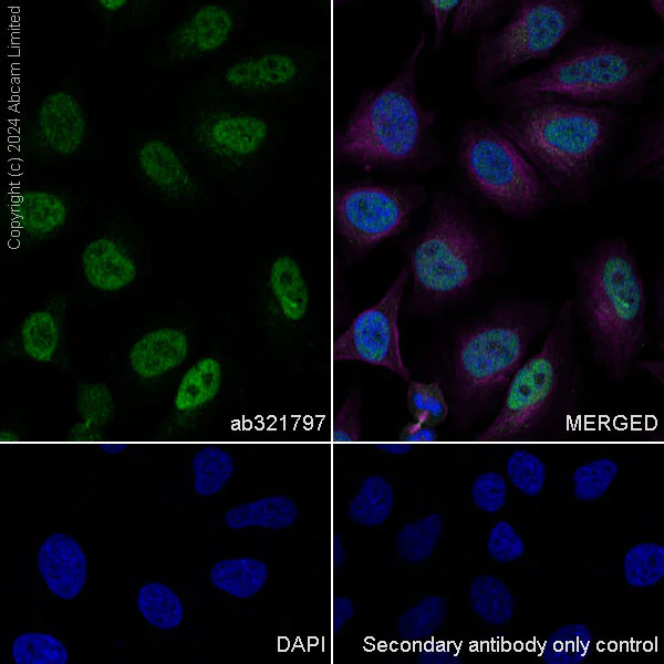 Immunocytochemistry/ Immunofluorescence - Anti-PSMB5/MB1 antibody [EPR28990-5] - BSA and Azide free (AB321798)